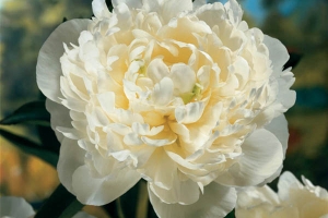 Peony 'Duchess de Nemours' 